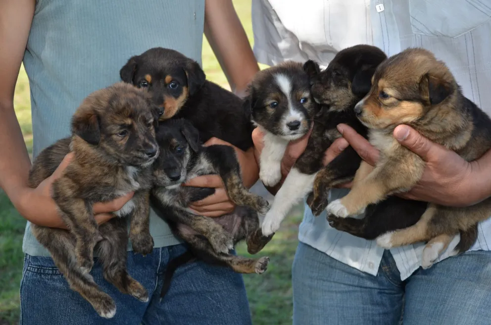 Zoonosis lleva adelante una campaña de castración gratuita
