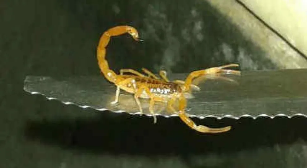 Lo que hay que saber sobre alacranes