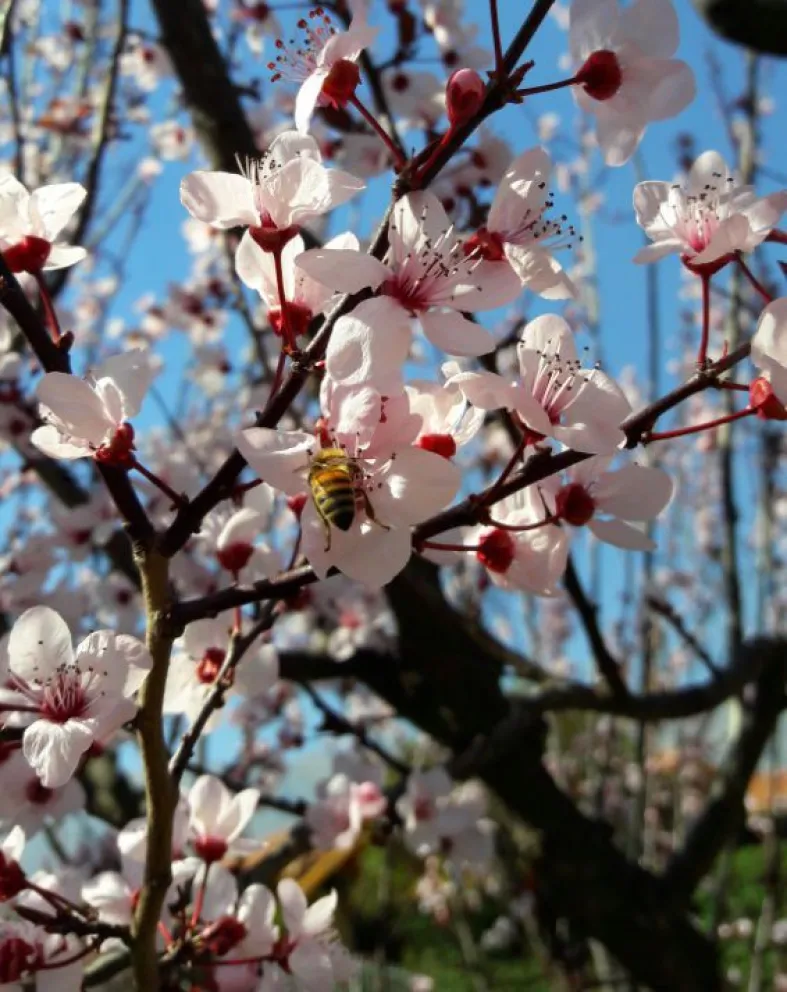 Aunque culturalmente el 21 de septiembre se celebra como el Día de la Primavera y del Estudiante, desde lo astronómico la estación comienza con el equinoccio. 