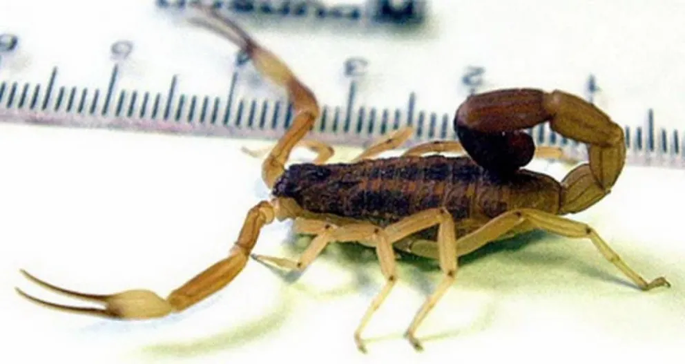 “En Merlo no hay alacranes venenosos”