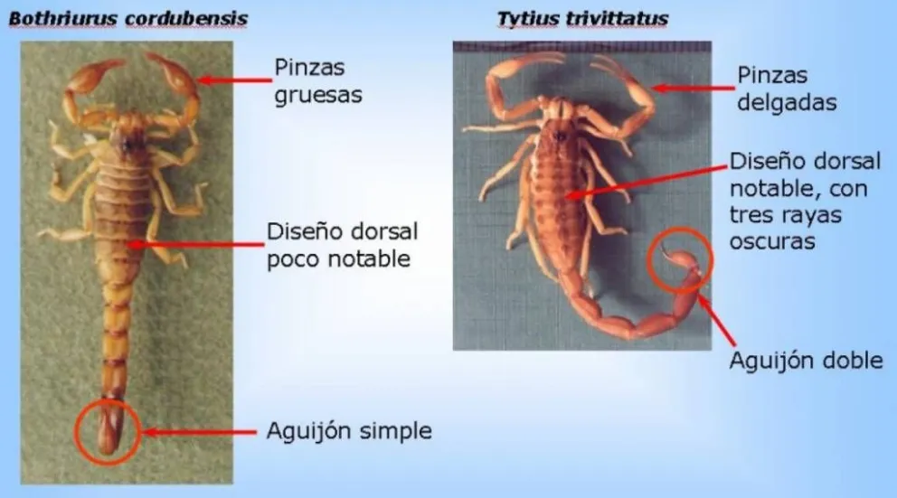 Alerta ante posibles picaduras de alacranes