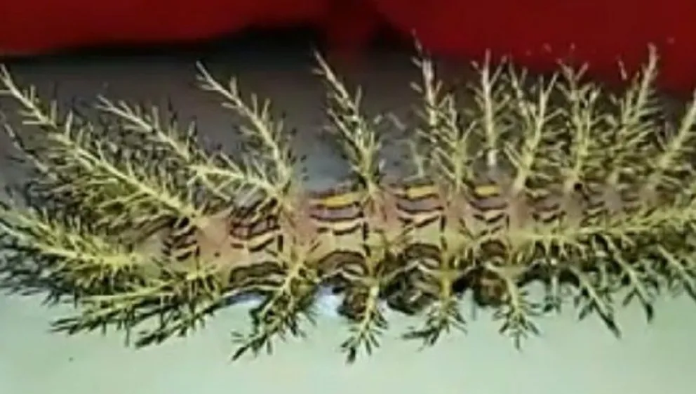 Encuentran extraña oruga en un camping de Traslasierra