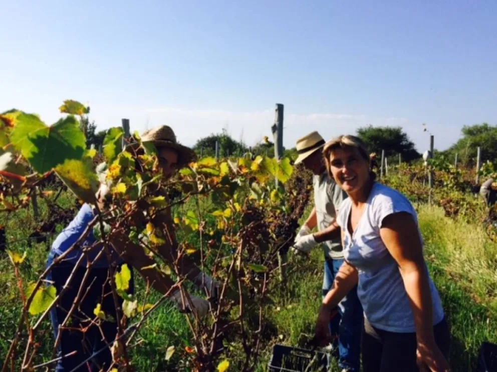 Viñas Puntanas y su vendimia 2015