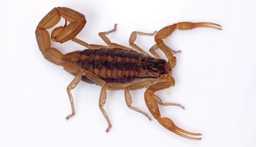 Alacranes
