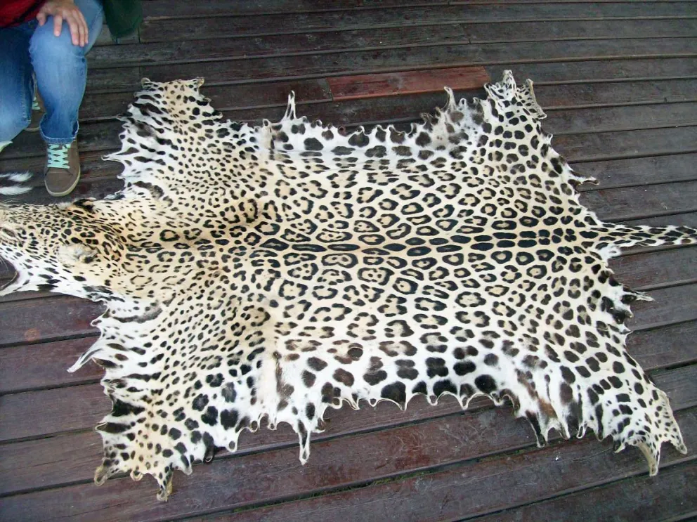 Decomisan piel de Yaguareté en Coto de caza puntano